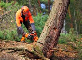 Best Tree Fertilization  in Cologne, NJ