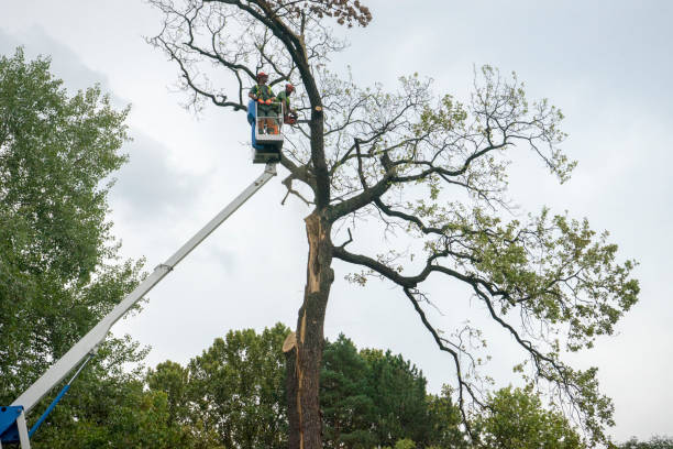 Best Tree Trimming and Pruning  in Cologne, NJ