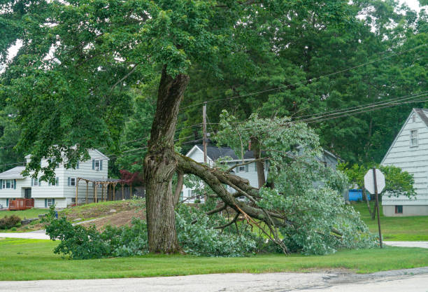 Best Root Management and Removal  in Cologne, NJ