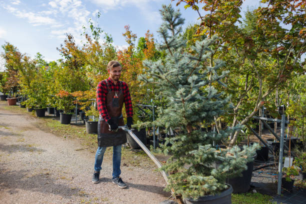 Best Commercial Tree Services  in Cologne, NJ