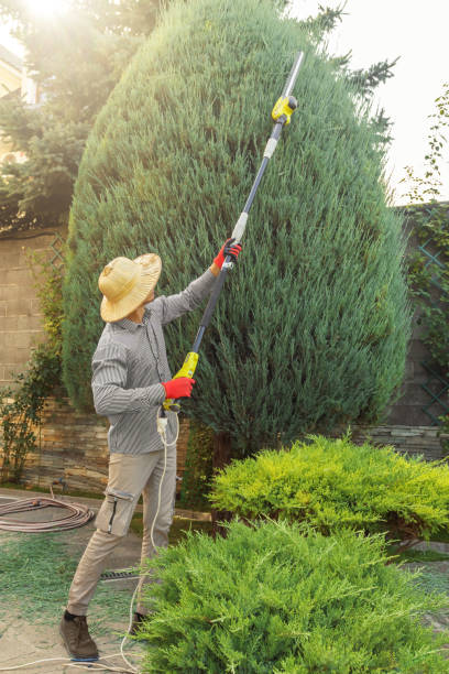 How Our Tree Care Process Works  in  Cologne, NJ