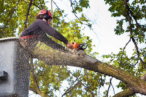 Best Tree Removal  in Cologne, NJ