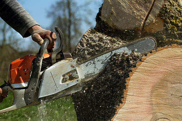 Cologne, NJ Tree Removal Company