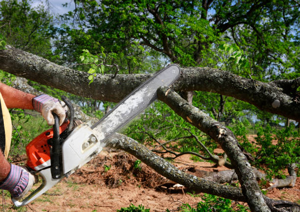 Best Tree Maintenance Programs  in Cologne, NJ